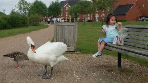 Bonnie Yau A young girl in a blue skirt and light green t-shirt is sitting on a park bench on the right of the image. She is turning towards a see-through cellophane packet on the bench next to her. On the ground in front of the bench and on the left of the image is an adult white swan and behind the swan is another, darker feathered bird. There appears to be some breadcrumbs on the ground between the birds and the bench. In the background are houses and trees.