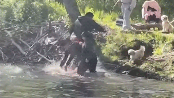 rabid beaver charging boy